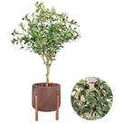 Planta Oliveira Artificial Arranjo Com Vaso Luxo Pé Madeira -
