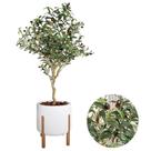 Planta Oliveira Artificial Arranjo Com Vaso Luxo Pé Madeira -