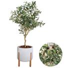Planta Oliveira Artificial Arranjo Com Vaso Luxo Pé Madeira -