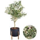 Planta Oliveira Artificial Arranjo Com Vaso Luxo Pé Madeira -