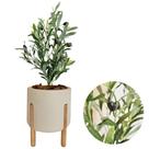 Planta Oliveira Artificial Com Vaso Pé Madeira Arranjo -