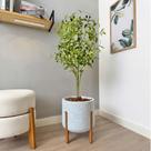Planta Oliveira Artificial Com Vaso Pé Madeira Luxo Arranjo - Planta Oliveira Artificial Com Vaso Pé Madeira Luxo Arranjo -