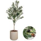 Planta Oliveira Artificial Completo com Vaso Realista 1.70m