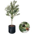 Planta Oliveira Artificial Completo com Vaso Realista 1.70m