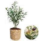 Planta Oliveira Buquê Artificial Azeitona Vaso Palha Cesto