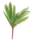 PLANTA PERMANENTE ESTILO SAMAMBAIA 47cm