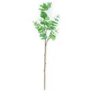 Planta Permanente Eucalipto - Mart