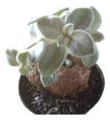 Planta Rainha-do-abismo (sinningia Leucotricha) Pote 11 Planta Rainha-do-abismo (sinningia Leucotricha) Pote 11