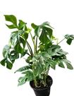 Planta Raphidora tetrasperma Costela de Adão Mini