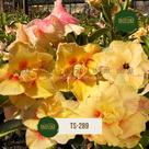 Planta Rosa do Deserto AMARELA DOBRADA TS289