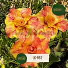 Planta Rosa do Deserto amarela LK552 Planta Rosa do Deserto amarela LK552