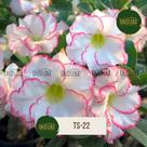 Planta Rosa do Deserto DOBRADA BRANCA DE BORDA ROSA TS22 Planta Rosa do Deserto DOBRADA BRANCA DE BORDA ROSA TS22
