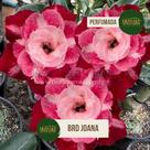 Planta Rosa do Deserto Flor Gigante Vermelha PERFUMADA BRD Joana