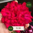 PLANTA Rosa do deserto vermelha repolhuda TS130