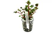 Planta Rotala Sp. H Ra - Chácara Takeyoshi