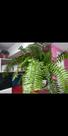 Planta samambaia natural