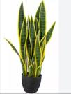 Planta Santa Bárbara natural sansevieria c/vaso