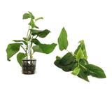 Planta Saururus Cernuus - Chácara Takeyoshi