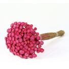 Planta Seca Botão Dourado Desidratado Pink