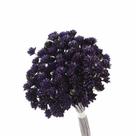 Planta Seca Botão Espeta Nariz Desidratado Roxo Planta Seca Botão Espeta Nariz Desidratado Roxo