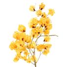 Planta Seca Bougainville Amarelo 40cm Planta Seca Bougainville Amarelo 40cm