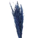 Planta Seca Capim Arroz do Cerrado Azul