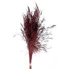 Planta Seca Capim Chorão Vermelho 60cm