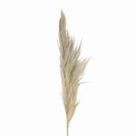 Planta Seca Capim dos Pampas Natural 90cm