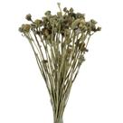 Planta Seca Capim Majestade Bege 50cm Planta Seca Capim Majestade Bege 50cm