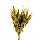 Planta Seca Capim Navalha Amarelo 55cm Planta Seca Capim Navalha Amarelo 55cm
