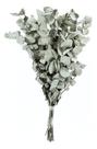 Planta Seca Eucalipto Verde 50cm Planta Seca Eucalipto Verde 50cm