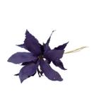 Planta Seca Flor de Carne de Vaca Roxa 60cm Planta Seca Flor de Carne de Vaca Roxa 60cm