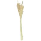 Planta Seca Flor de Milho Natural 60 cm