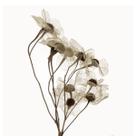 Planta Seca Galho Renda 50cm