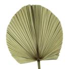 Planta Seca Latania Bege 70cm
