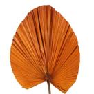 Planta Seca Latania Laranja 70cm