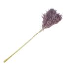 Planta Seca Pluminha do Banhado Lilás 60 cm Planta Seca Pluminha do Banhado Lilás 60 cm