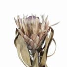 Planta Seca Protea Bege 55cm