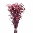 Planta Seca Romo Roxo Vermelho 50cm