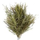 Planta Seca Samambaia Tres Andares Verde 50cm
