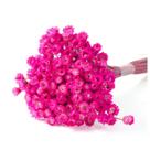 Planta Seca Sempre Viva Pink 30cm