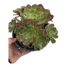 Planta Suculenta Aeonium 'Arboreum Arboreta"