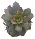 Planta Suculenta Aeonium Kiwi