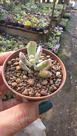 Planta Suculenta Cotyledon flanaganii variegata(pequeno)