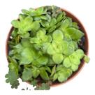 Planta Suculenta Crassula Orbicularis pt 11(colonia) Planta Suculenta Crassula Orbicularis pt 11(colonia)