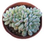 Planta Suculenta Echeveria Accolade(colônia)