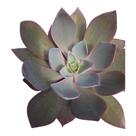 Planta Suculenta Echeveria Afterglow Pote 11
