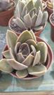 Planta Suculenta Echeveria Concreto jungle