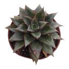 Planta Suculenta Echeveria Monocerotis pt 9cm