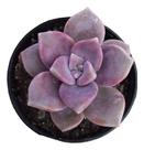 Planta Suculenta Echeveria Snow White